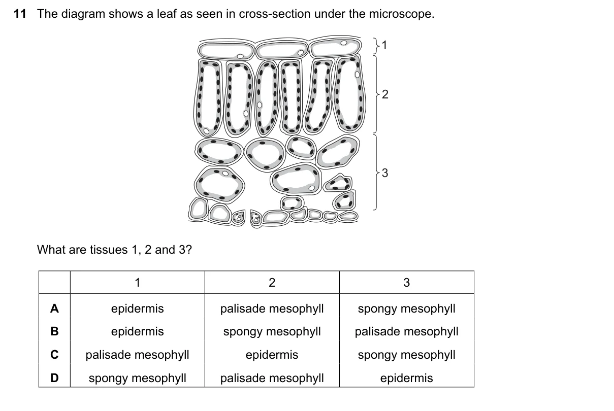 Question 11, November 2019, 0610 Paper 21