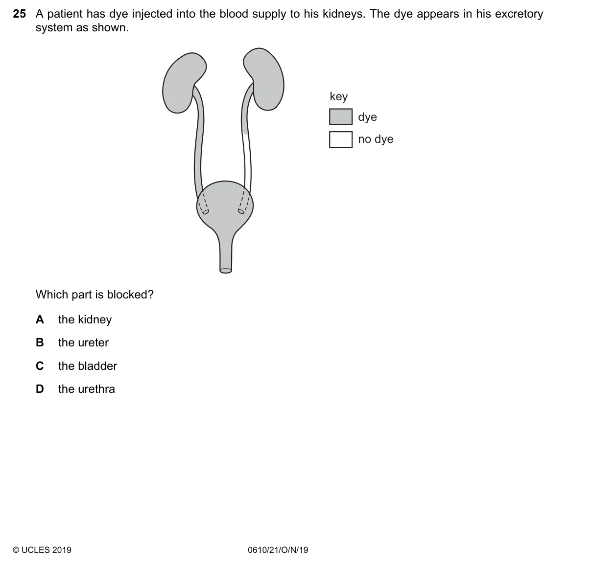 Question 25, November 2019, 0610 Paper 21