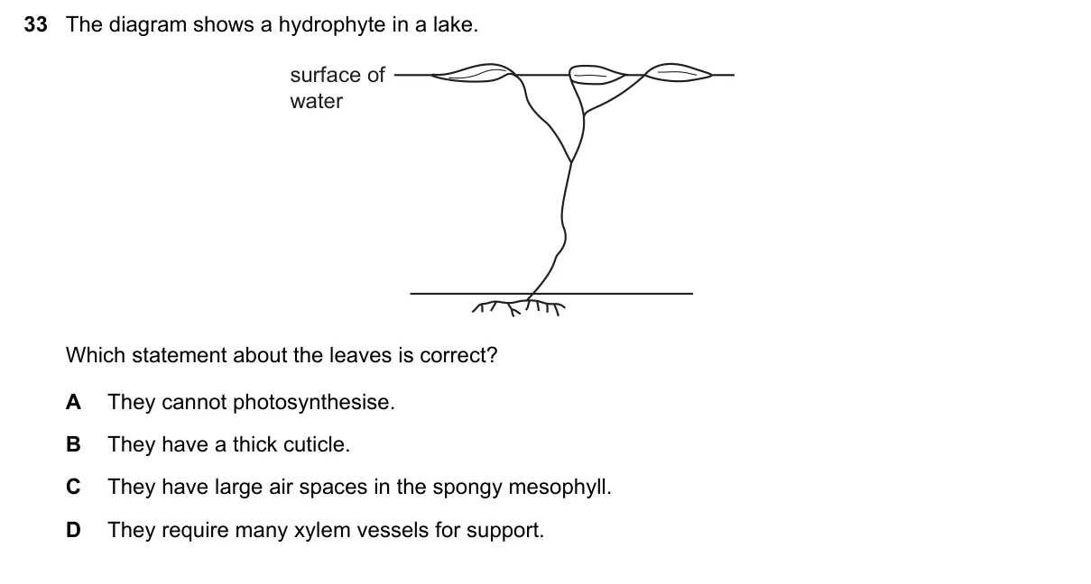 Question 33, November 2019, 0610 Paper 21
