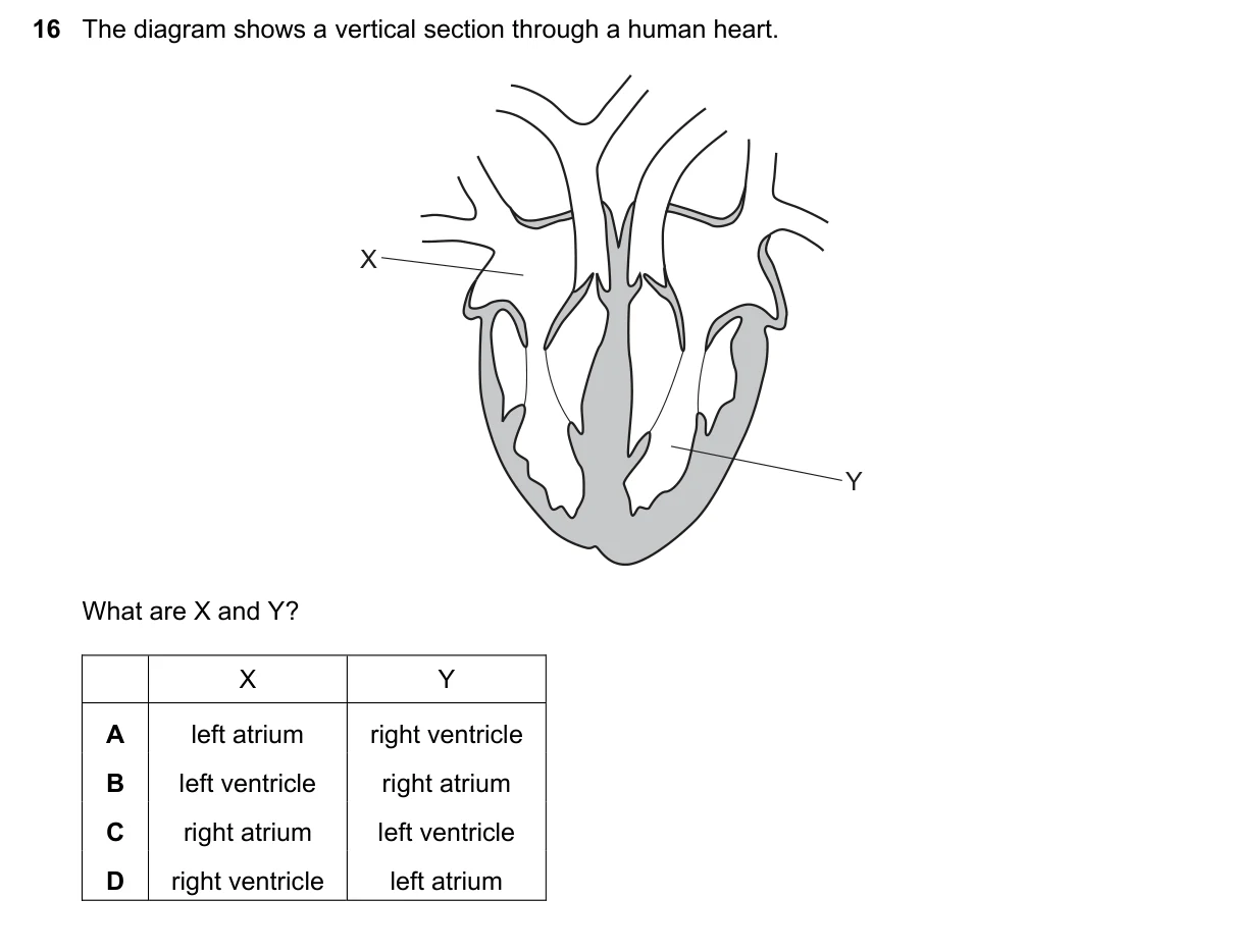Question 16, November 2019, 0610 Paper 12