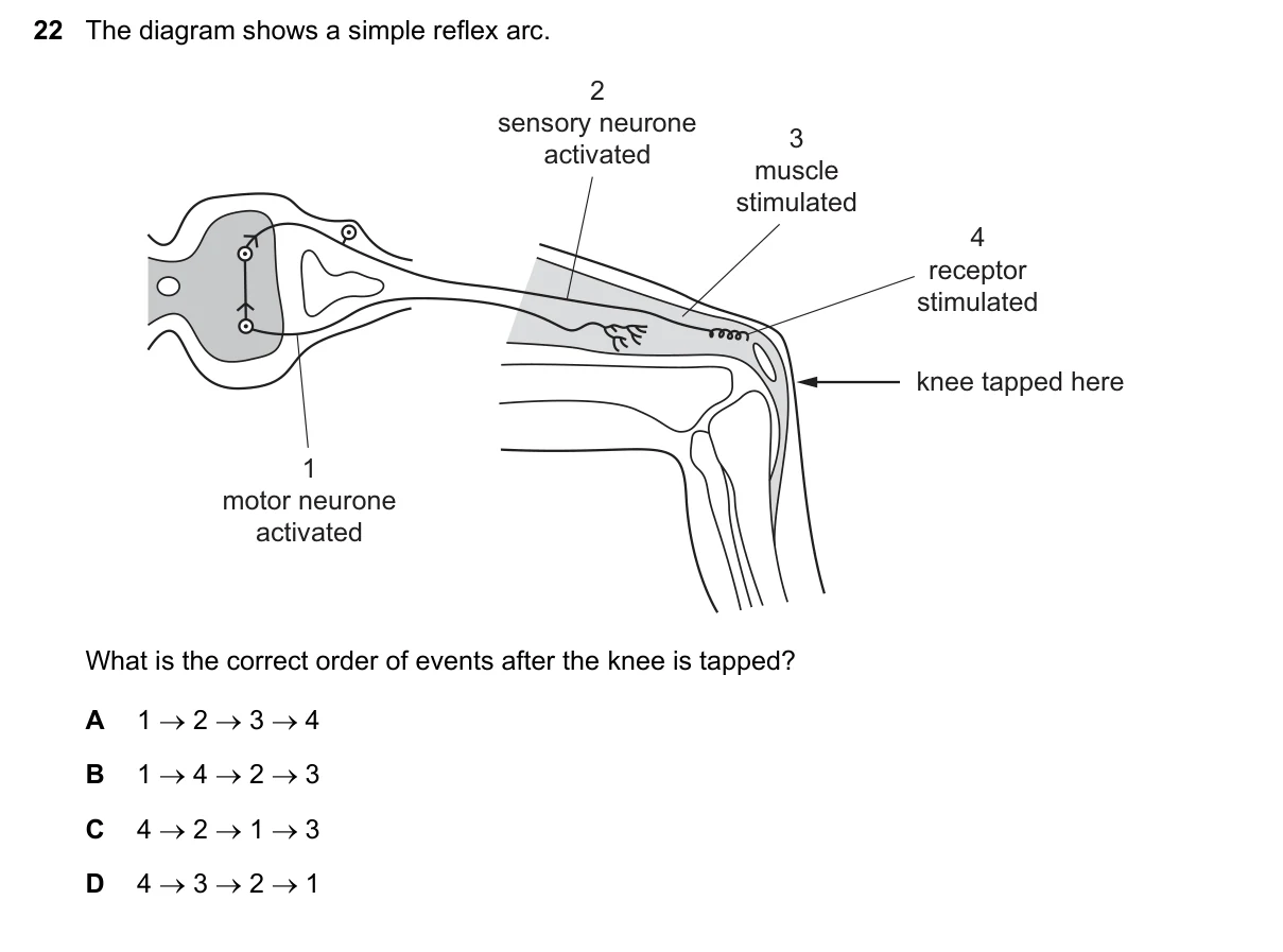 Question 22, November 2019, 0610 Paper 12