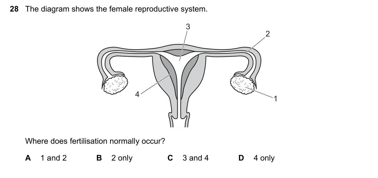 Question 28, November 2019, 0610 Paper 12