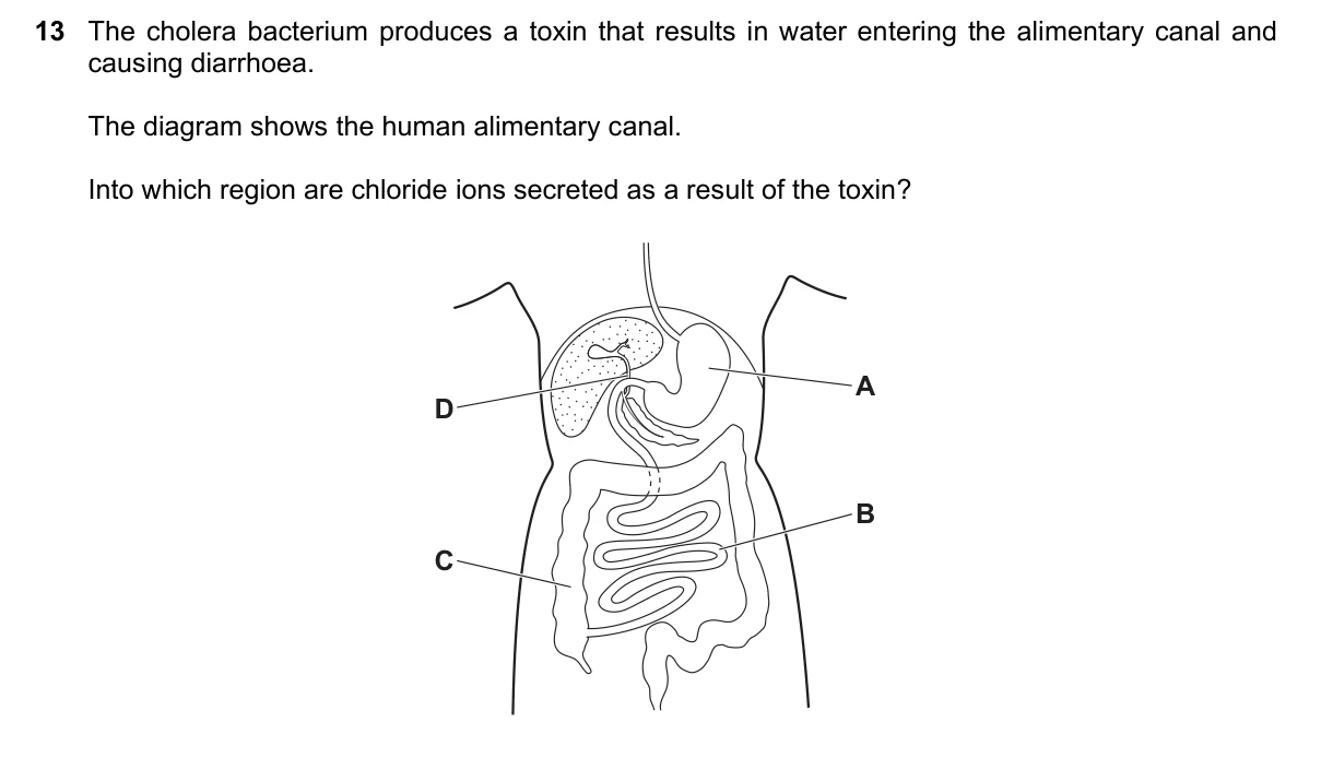 Question 13, November 2019, 0610 Paper 22
