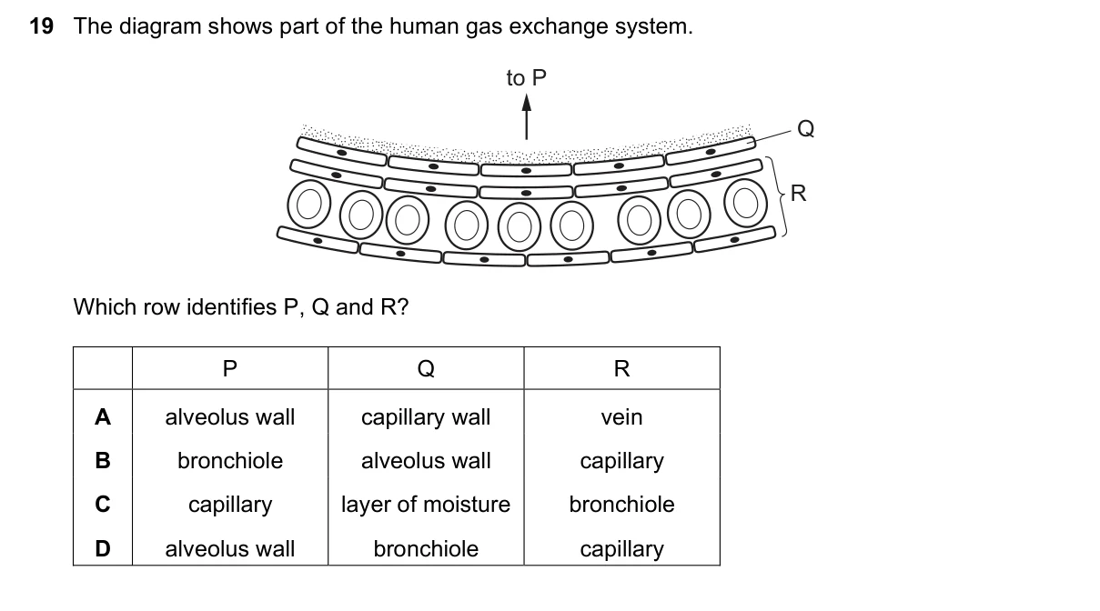 Question 19, November 2019, 0610 Paper 22