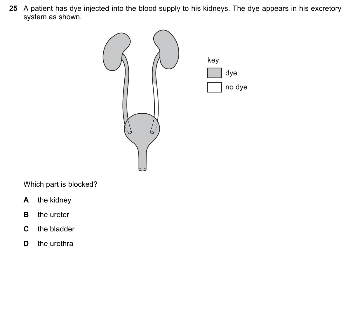 Question 25, November 2019, 0610 Paper 22