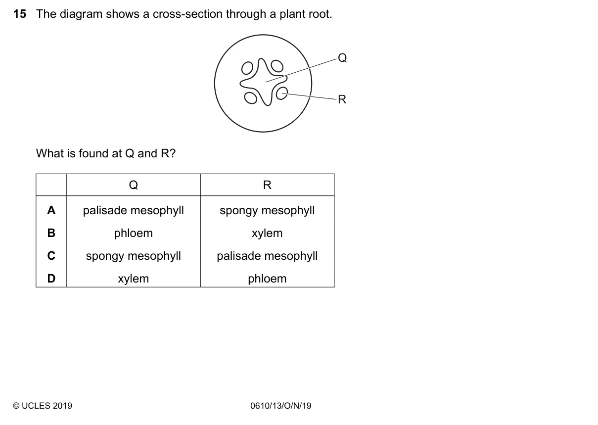 Question 15, November 2019, 0610 Paper 13