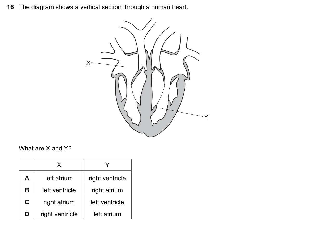 Question 16, November 2019, 0610 Paper 13