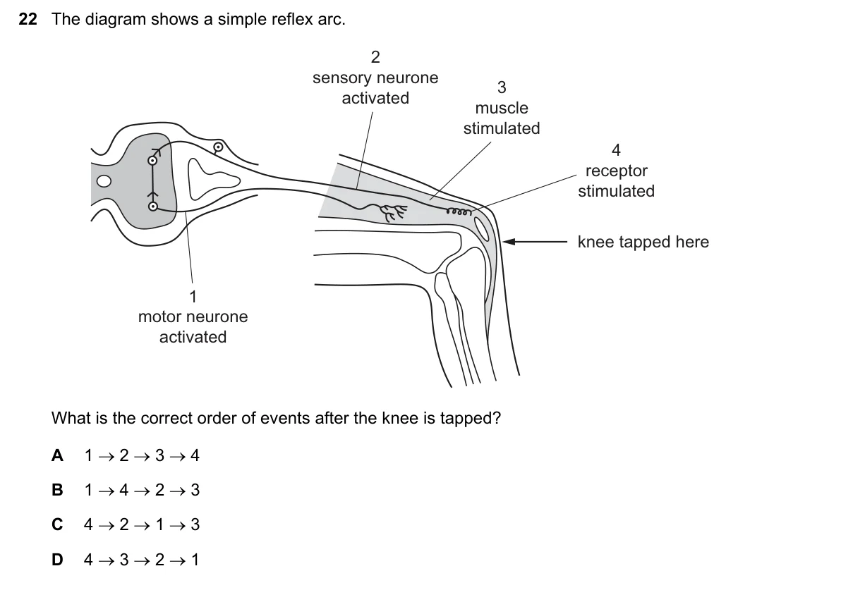 Question 22, November 2019, 0610 Paper 13