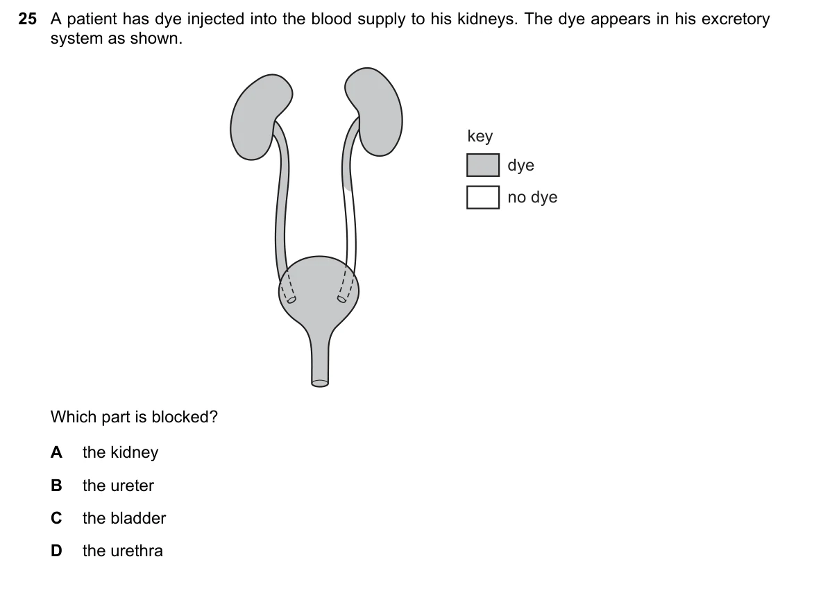 Question 25, November 2019, 0610 Paper 13