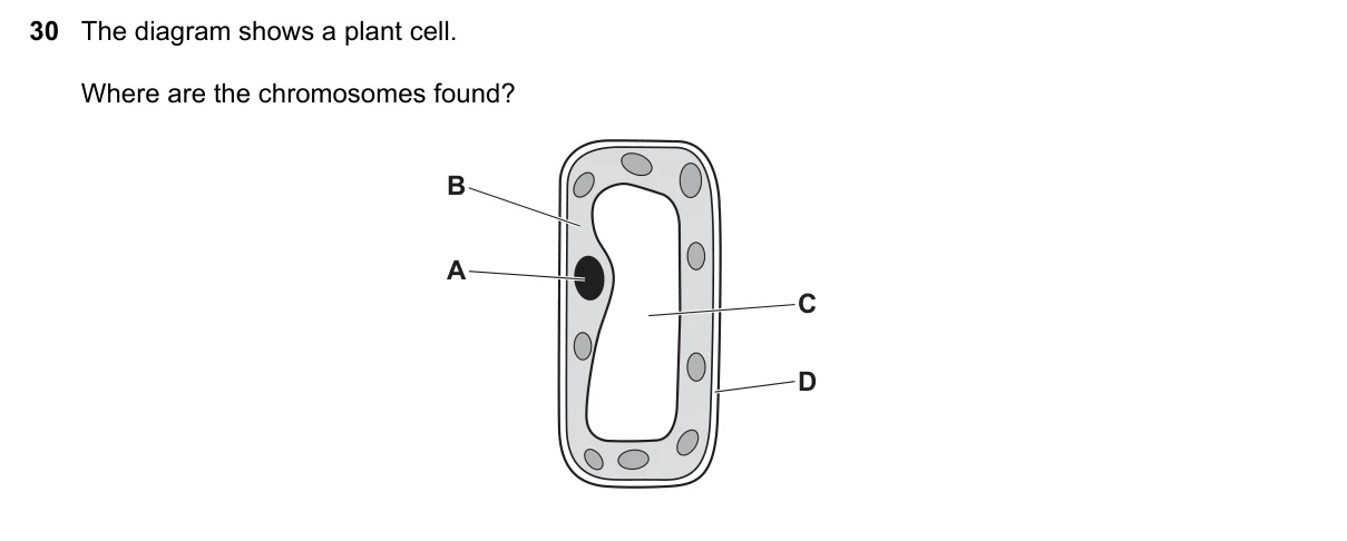 Question 30, November 2019, 0610 Paper 13