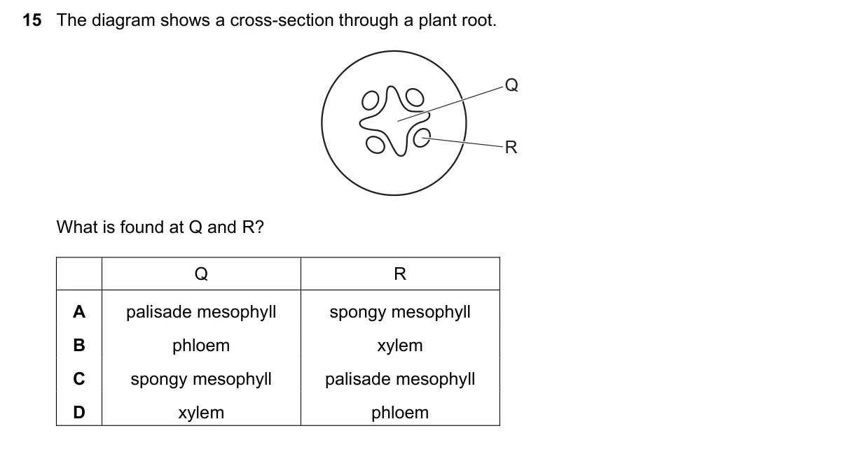 Question 15, November 2019, 0610 Paper 23