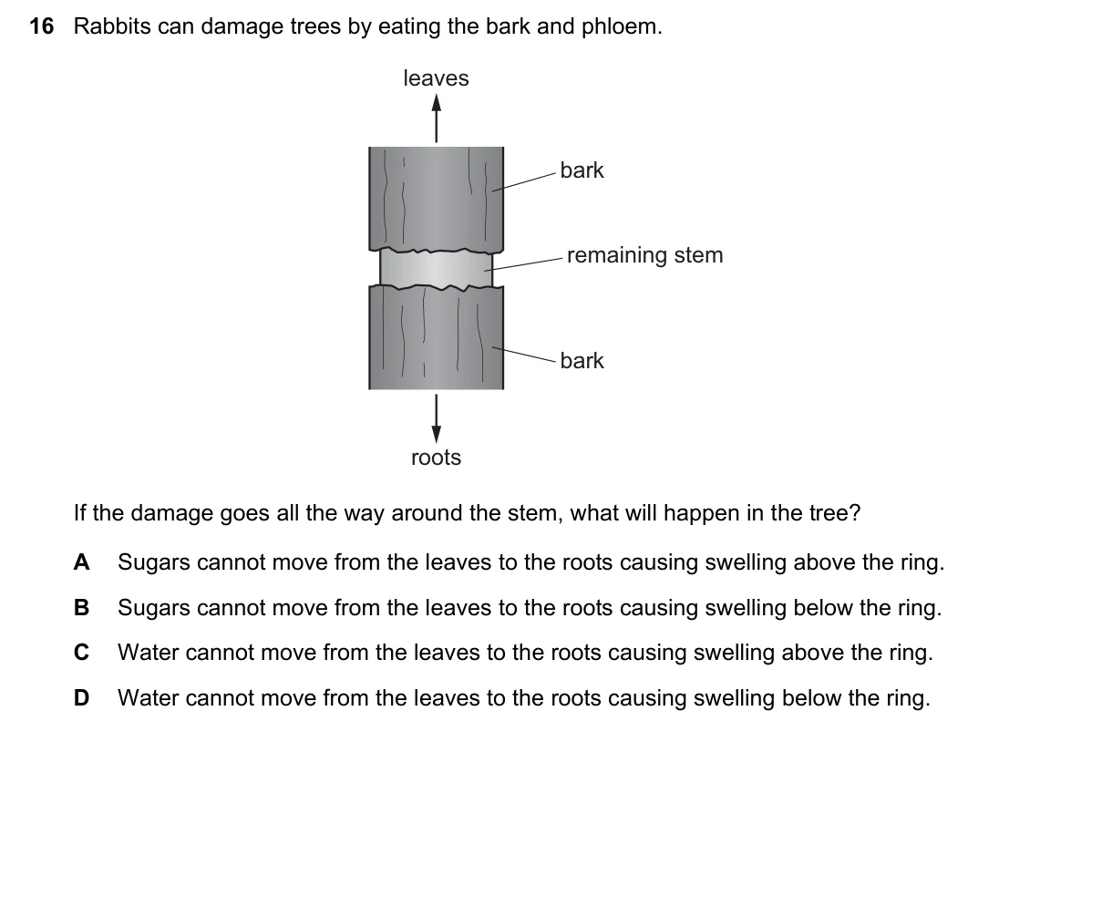 Question 16, November 2019, 0610 Paper 23