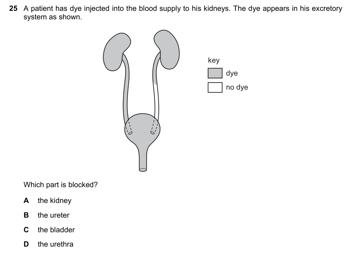 Question 25, November 2019, 0610 Paper 23