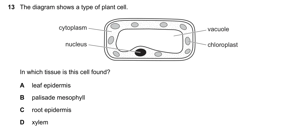 Question 13, March 2020, 0610 Paper 12