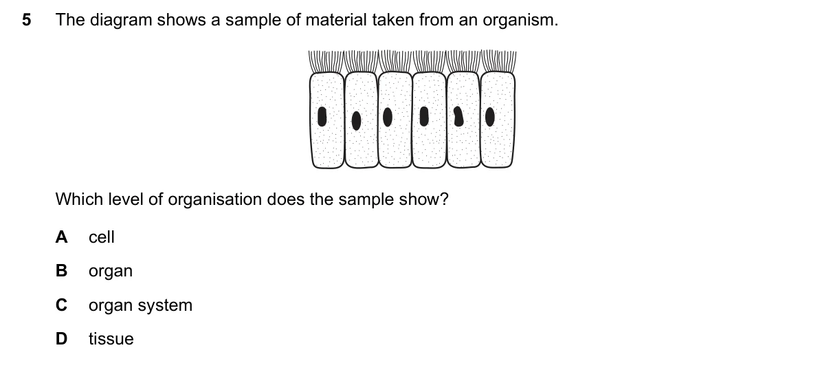 Question 5, March 2020, 0610 Paper 12