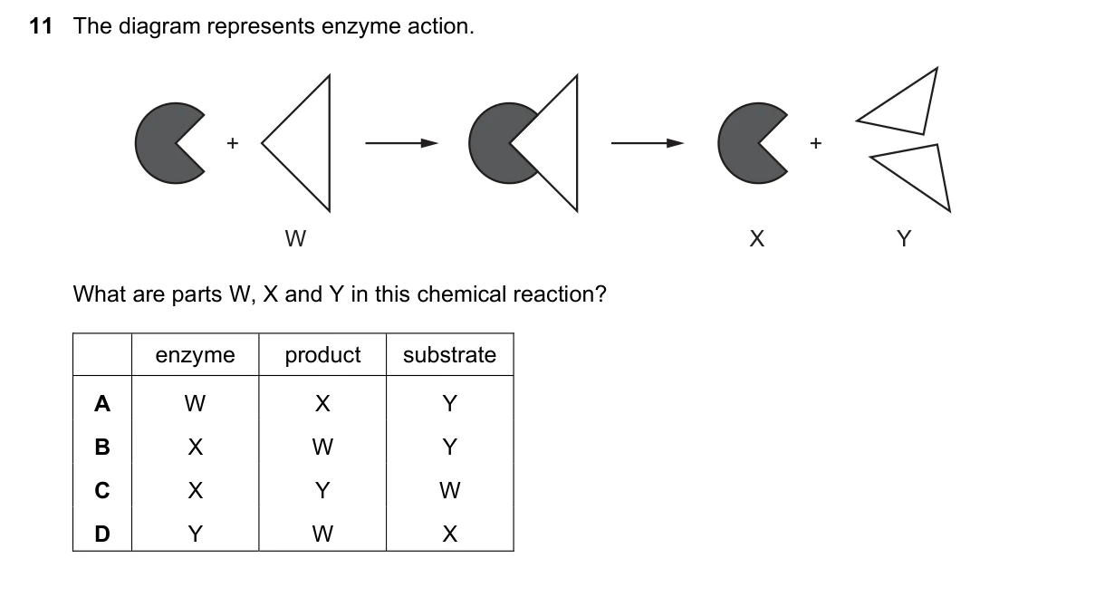 Question 11, March 2020, 0610 Paper 22