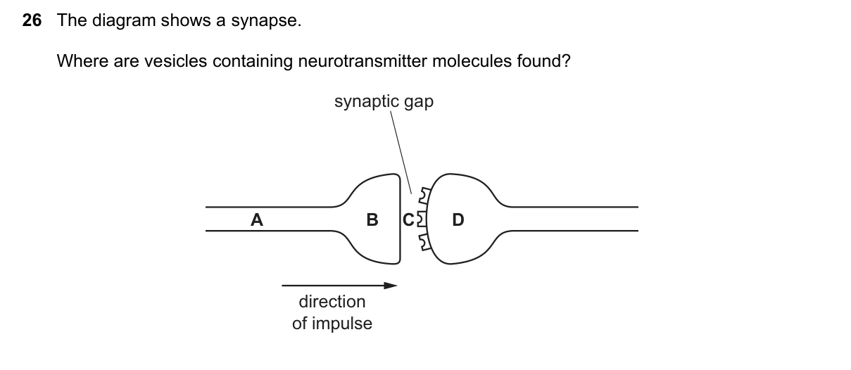 Question 26, March 2020, 0610 Paper 22
