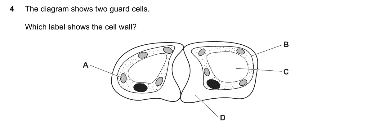 Question 4, June 2020, 0610 Paper 11