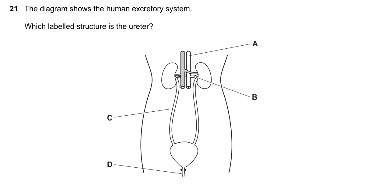 Question 21, June 2020, 0610 Paper 12