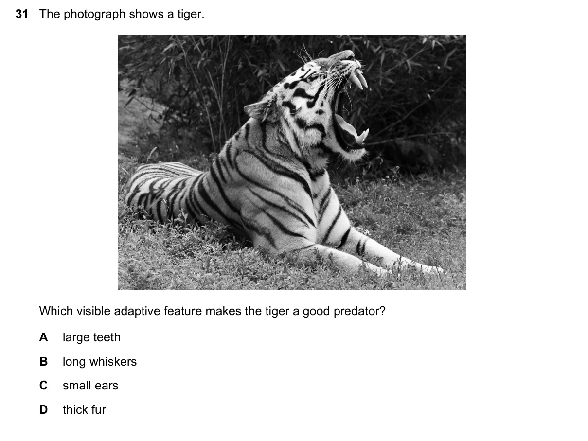 Question 31, June 2020, 0610 Paper 12