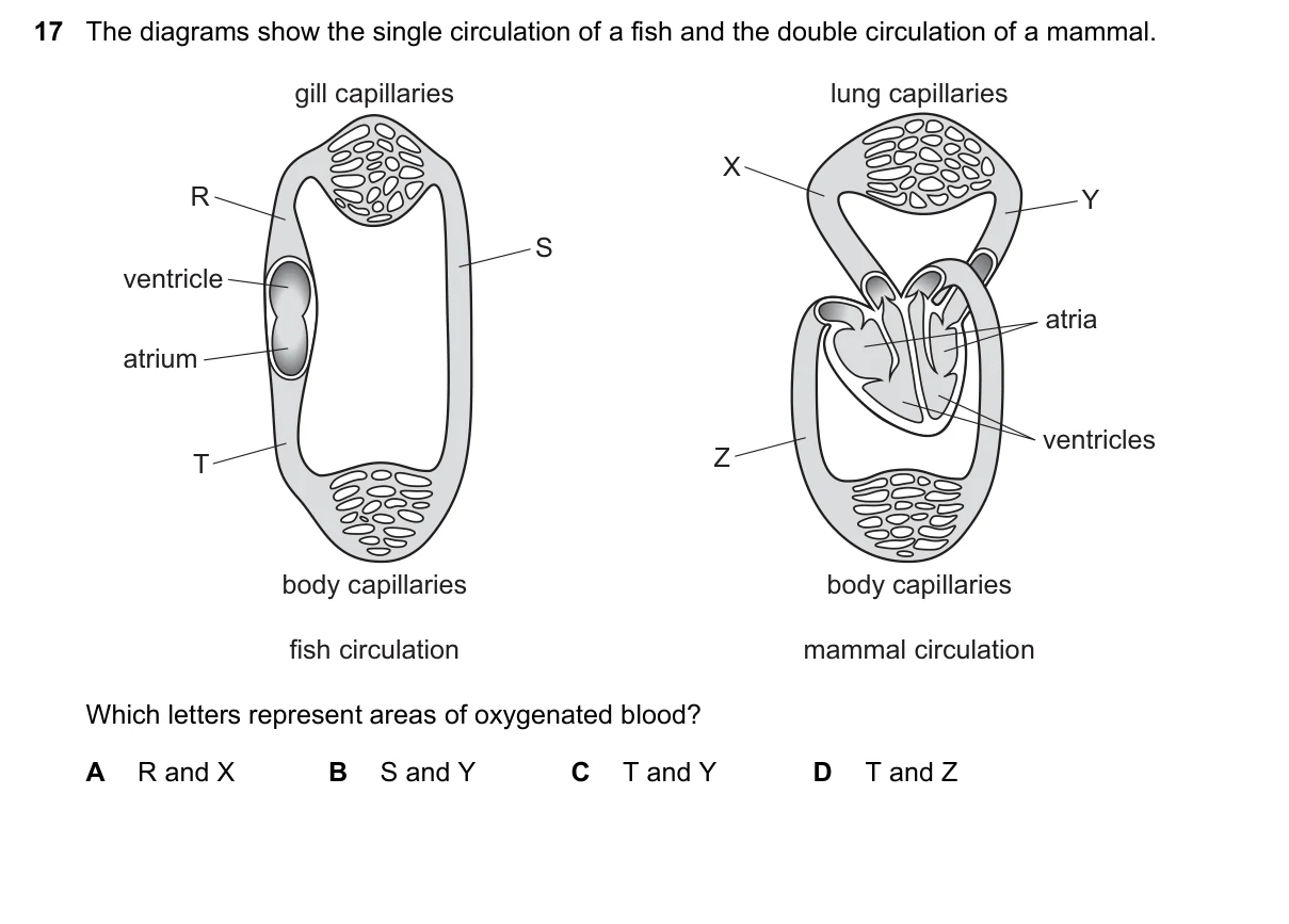 Question 17, June 2020, 0610 Paper 22
