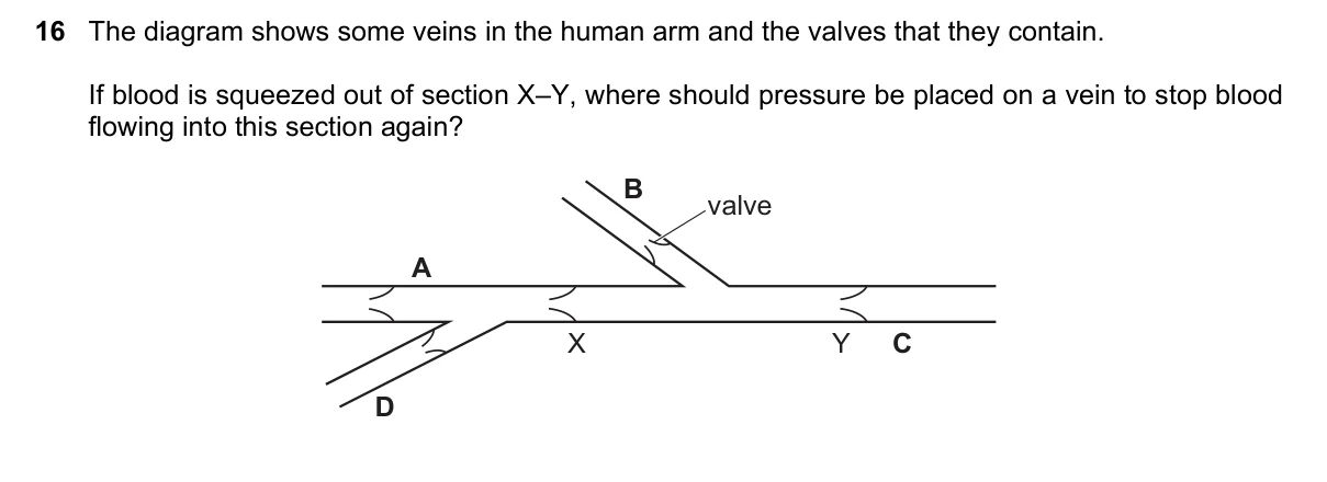 Question 16, June 2020, 0610 Paper 13