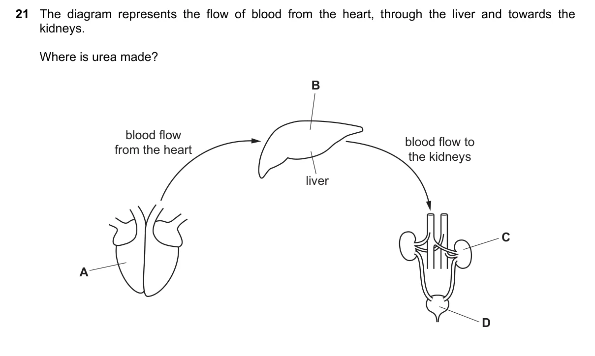 Question 21, June 2020, 0610 Paper 13