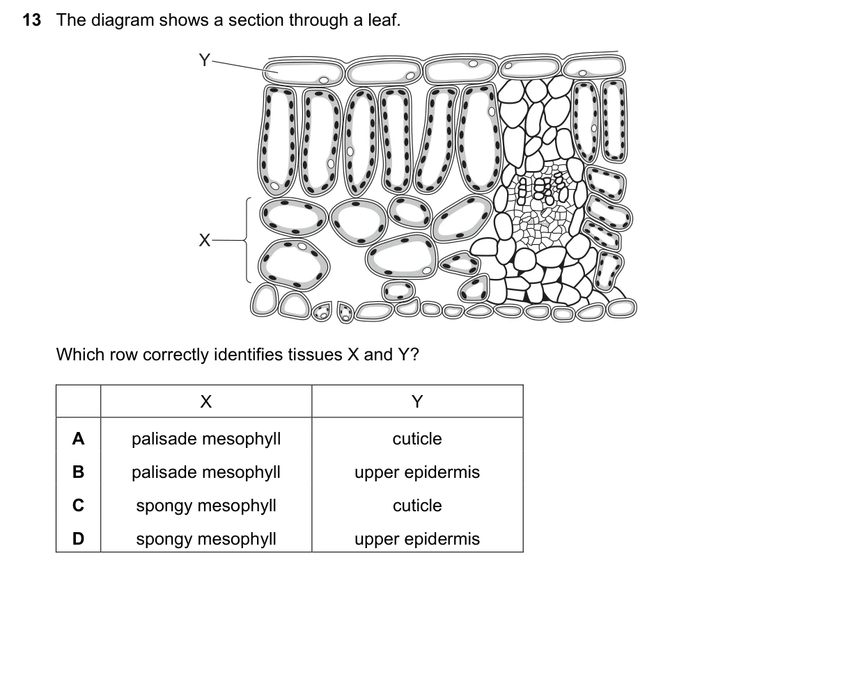 Question 13, November 2020, 0610 Paper 11