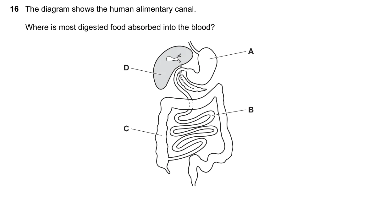 Question 16, November 2020, 0610 Paper 11