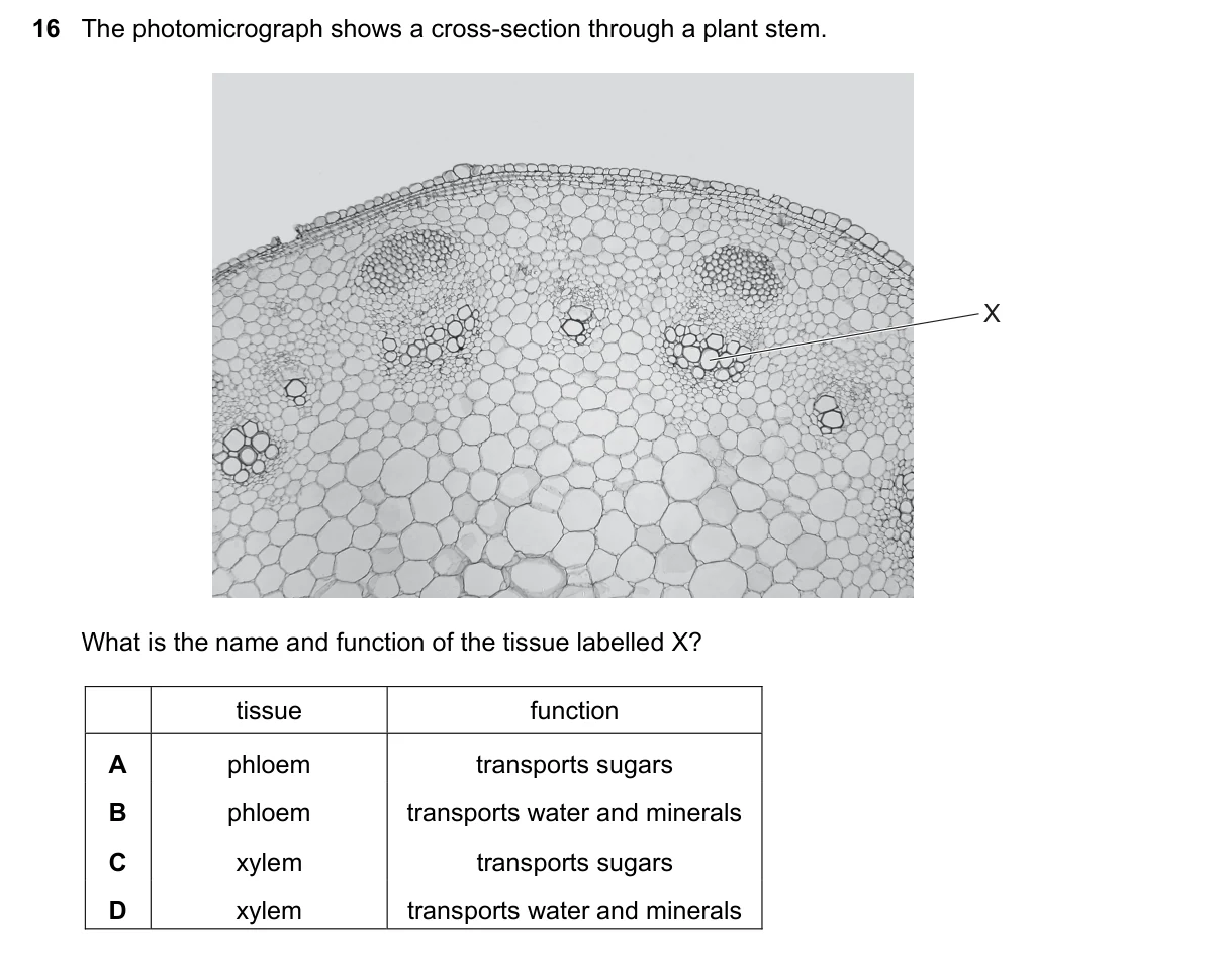 Question 16, November 2020, 0610 Paper 21