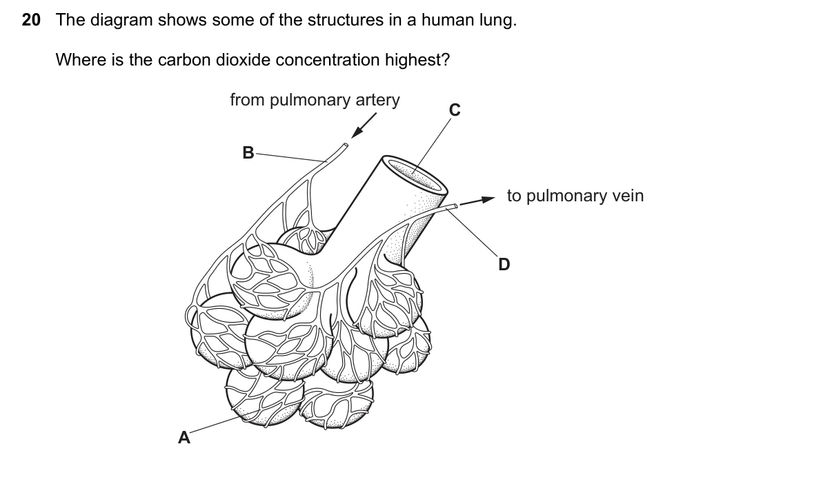 Question 20, November 2020, 0610 Paper 21