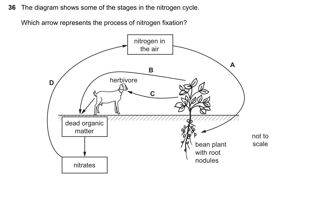 Question 36, November 2020, 0610 Paper 21