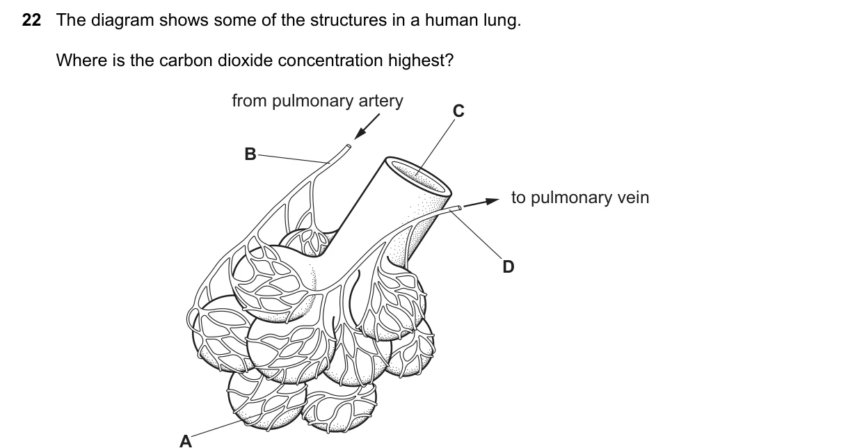 Question 22, November 2020, 0610 Paper 12