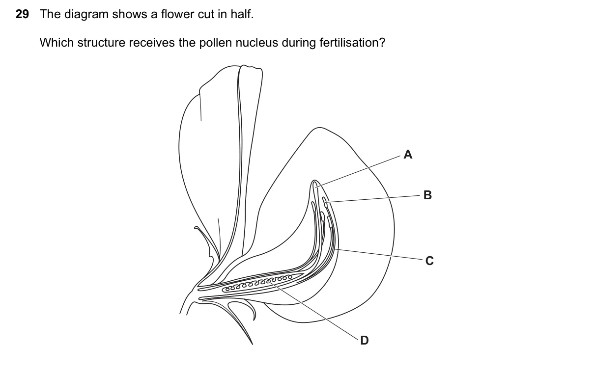 Question 29, November 2020, 0610 Paper 12