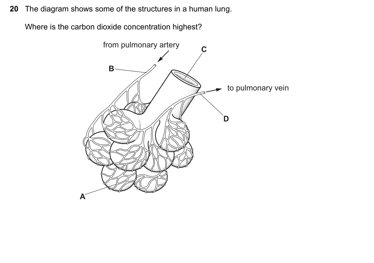 Question 20, November 2020, 0610 Paper 22