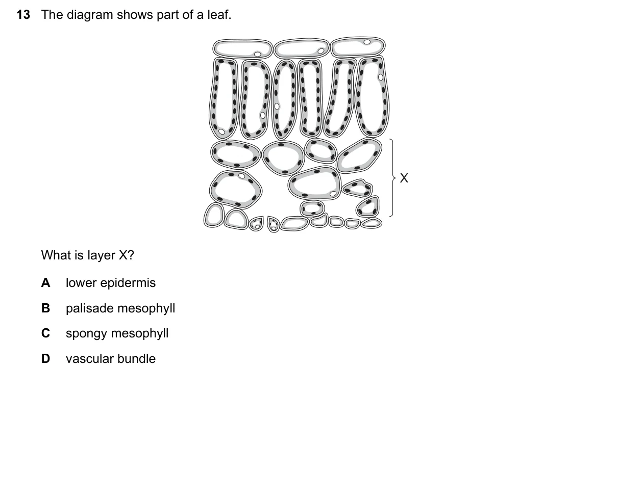 Question 13, November 2020, 0610 Paper 13