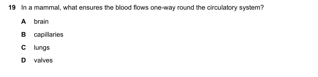 Question 19, November 2020, 0610 Paper 13