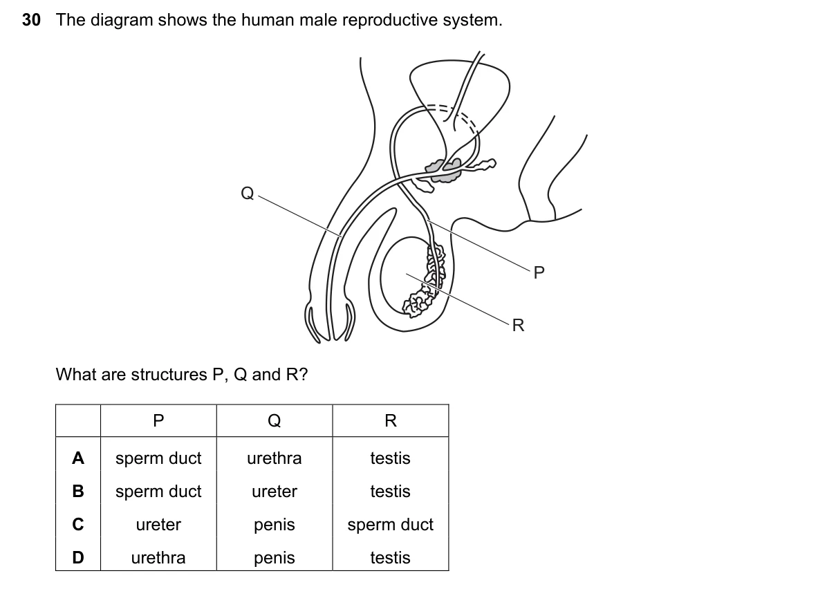 Question 30, November 2020, 0610 Paper 13