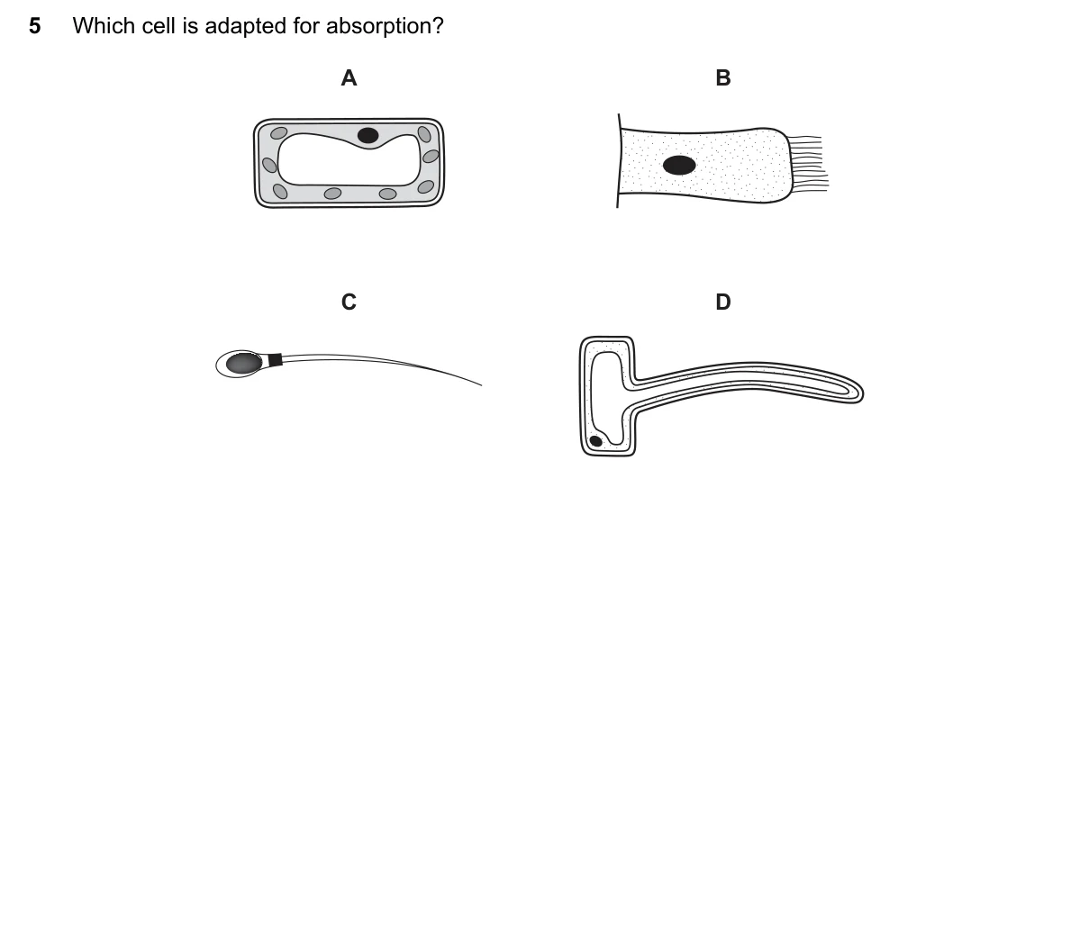 Question 5, November 2020, 0610 Paper 13