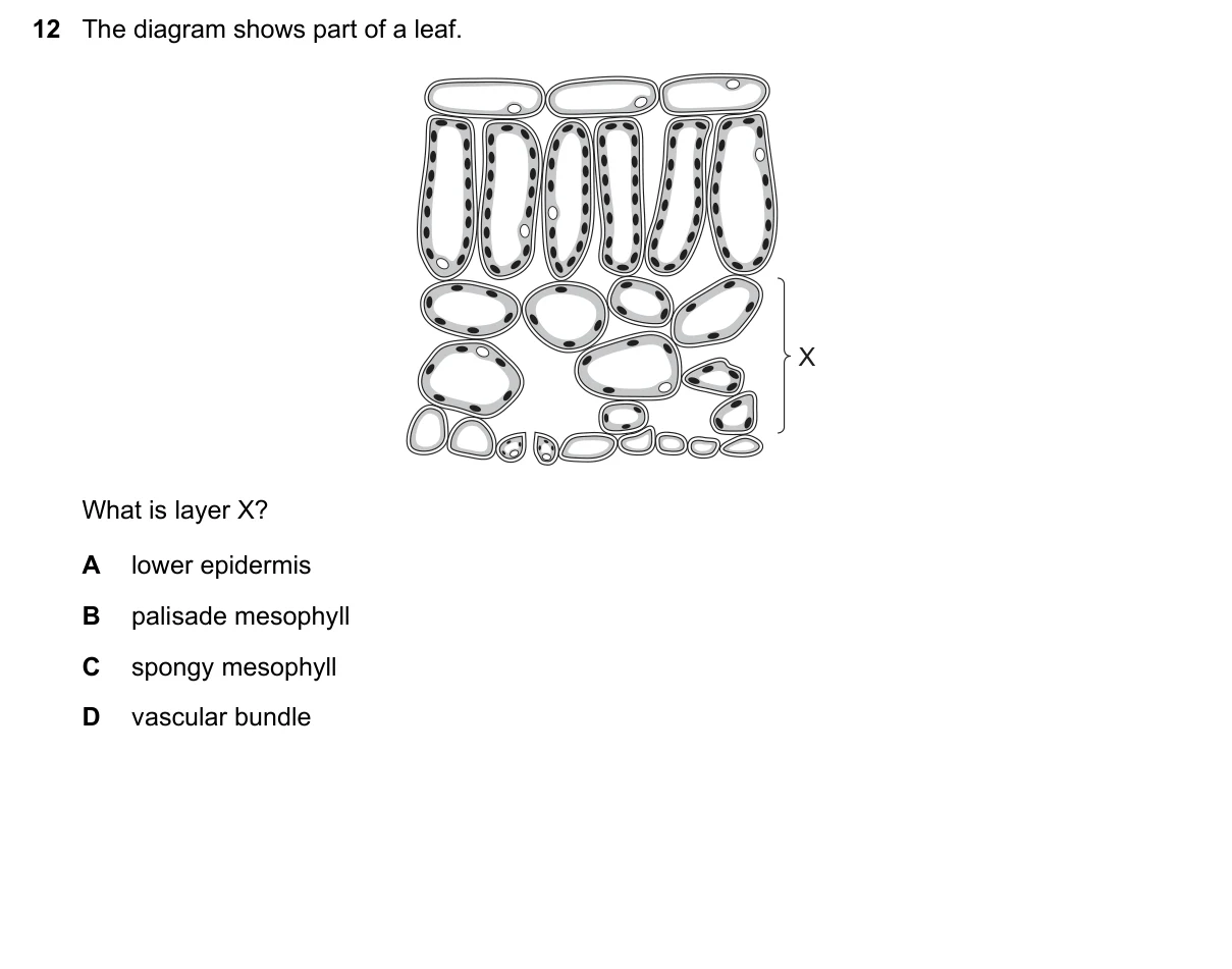 Question 12, November 2020, 0610 Paper 23