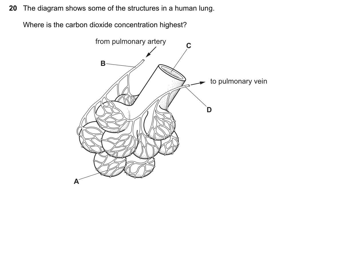 Question 20, November 2020, 0610 Paper 23