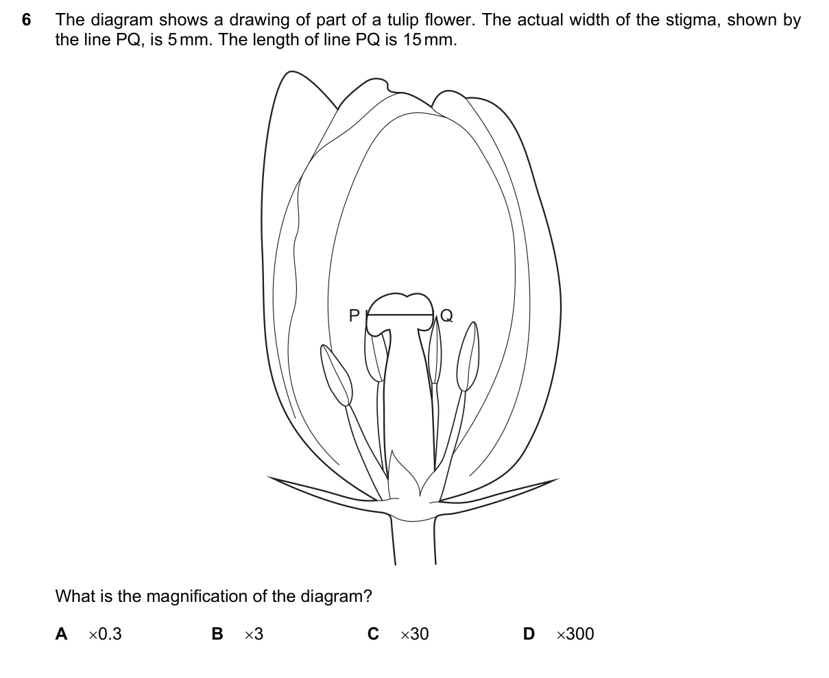 Question 6, March 2021, 0610 Paper 12