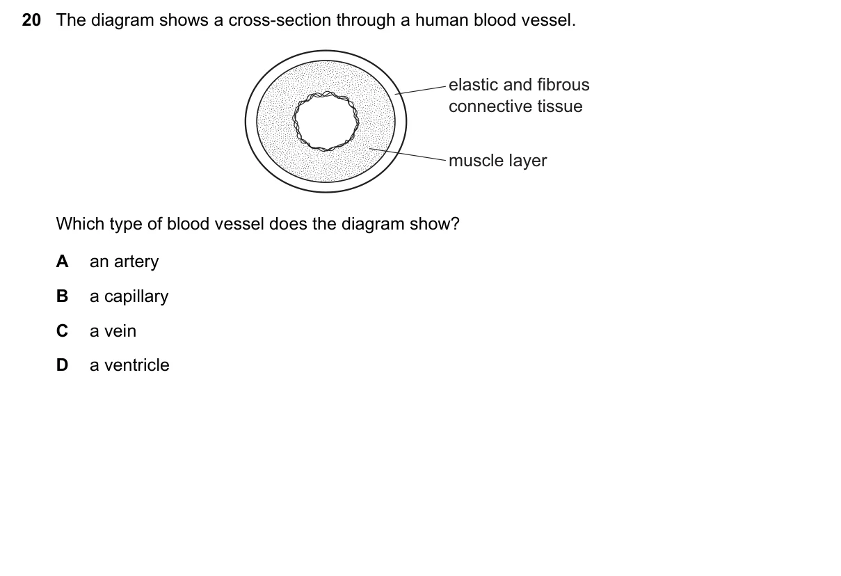 Question 20, June 2021, 0610 Paper 11
