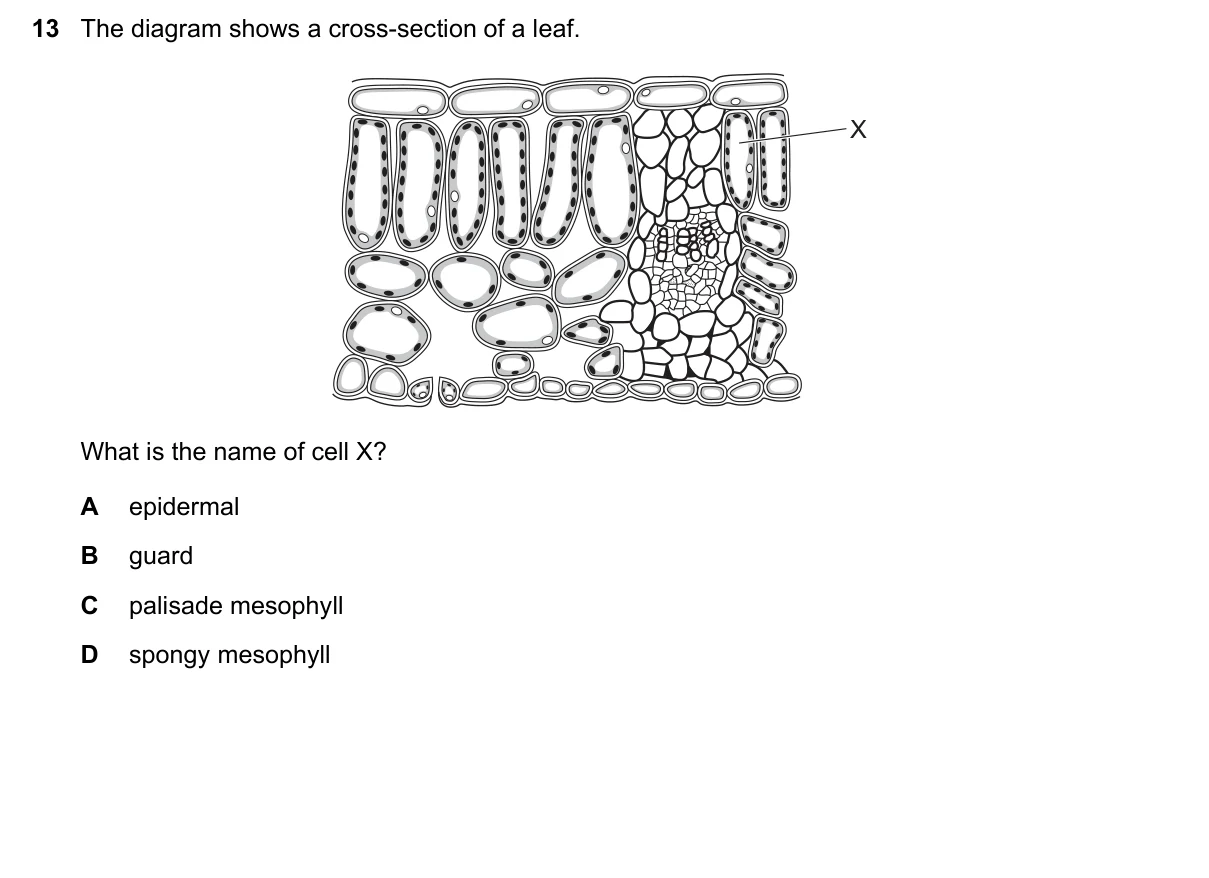 Question 13, June 2021, 0610 Paper 12