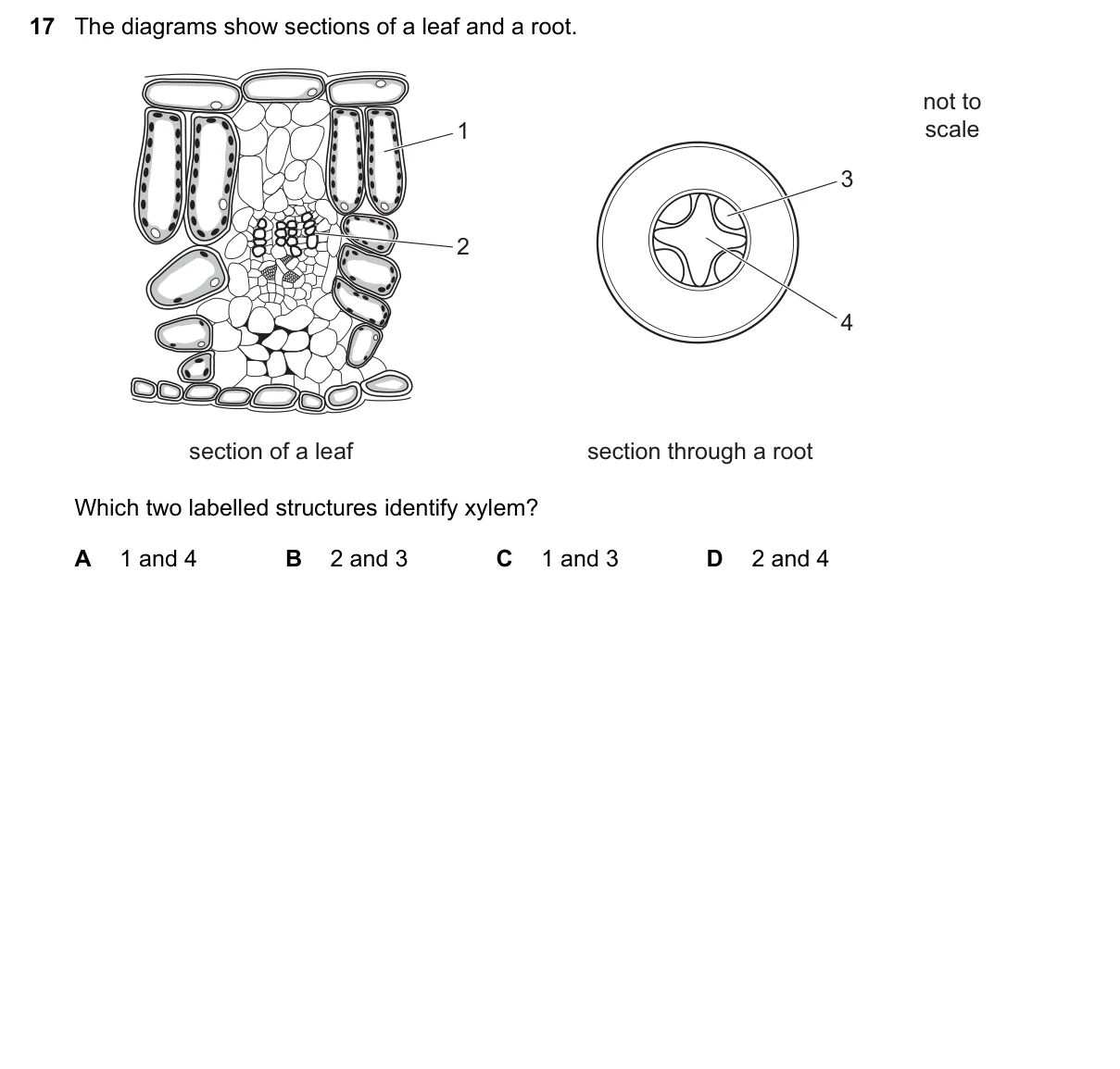 Question 17, November 2021, 0610 Paper 11