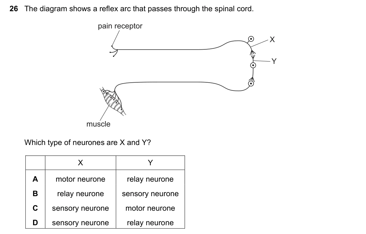 Question 26, November 2021, 0610 Paper 11