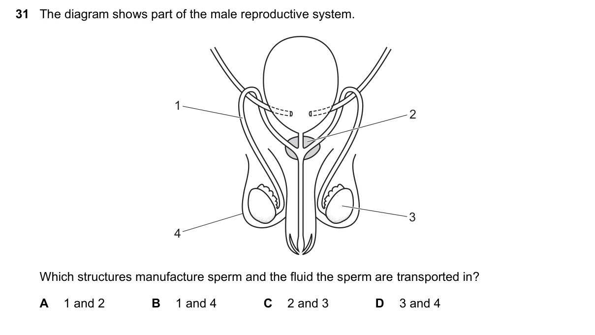 Question 31, November 2021, 0610 Paper 11