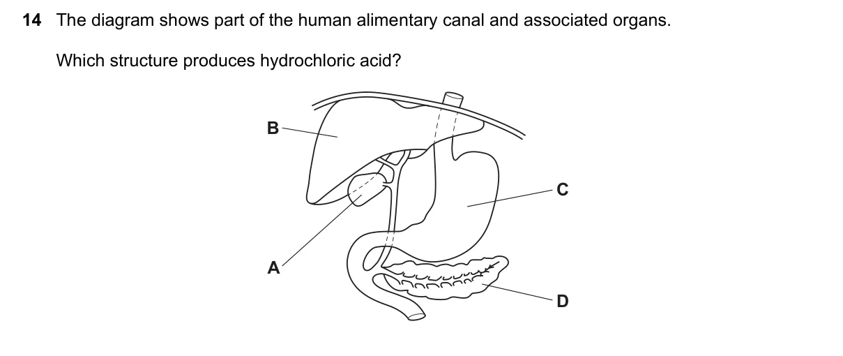 Question 14, November 2021, 0610 Paper 21
