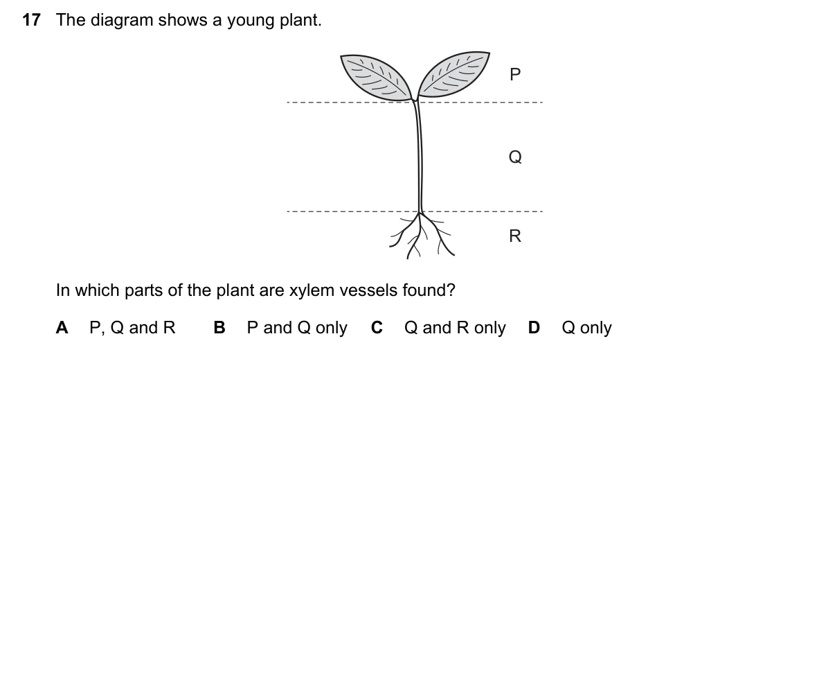 Question 17, November 2021, 0610 Paper 12