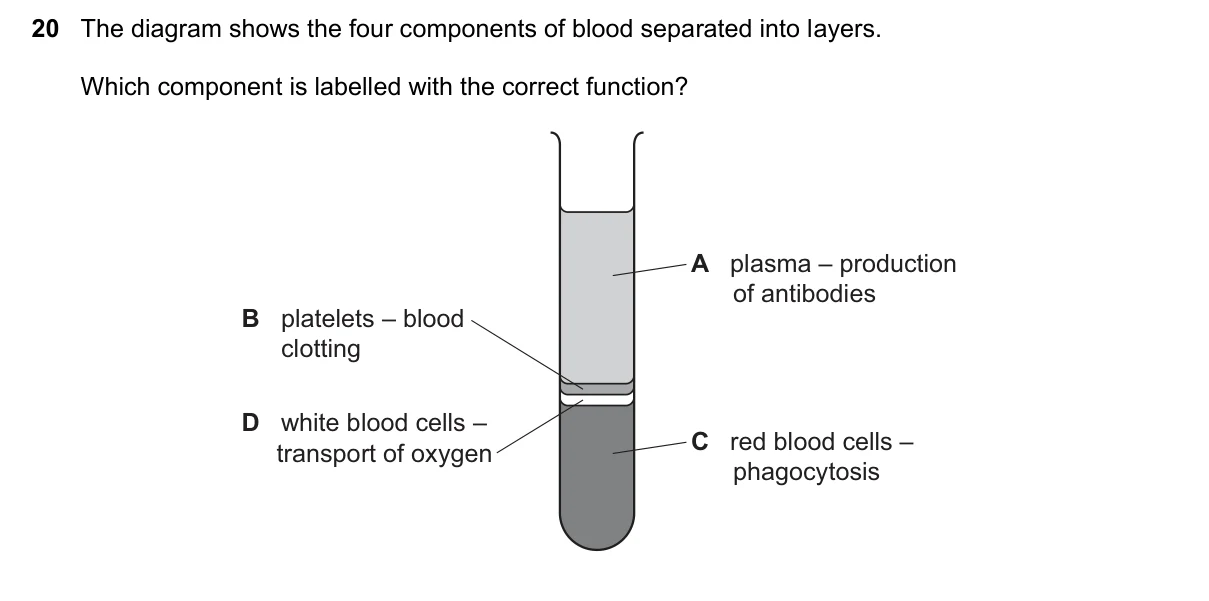 Question 20, November 2021, 0610 Paper 12